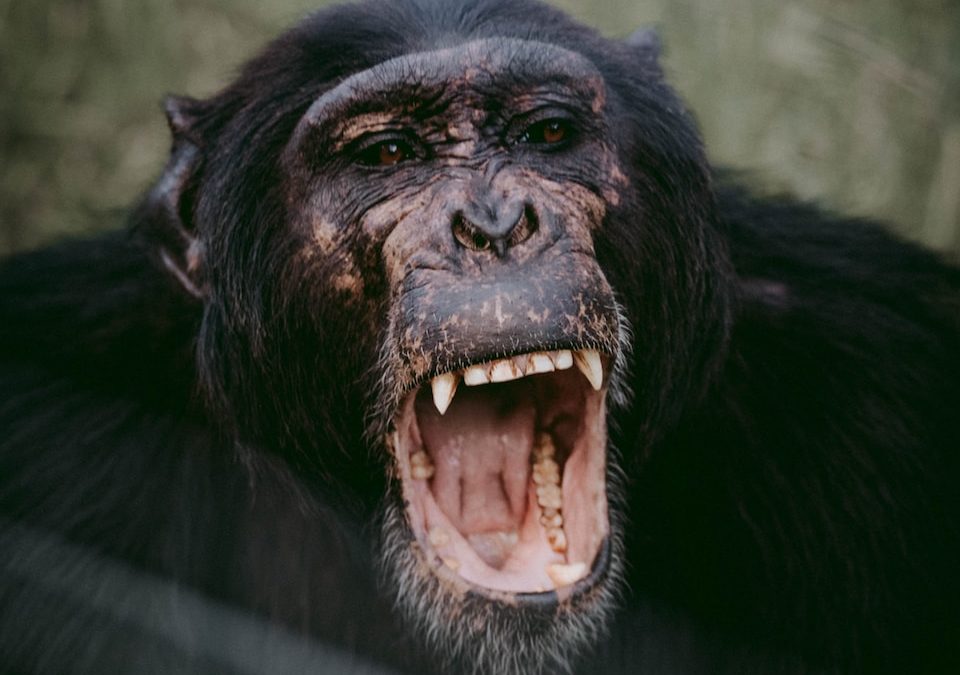 L’effet chimpanzé : stress en situation de survie